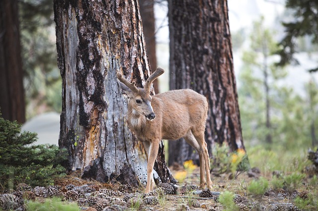 Camping in the wild life