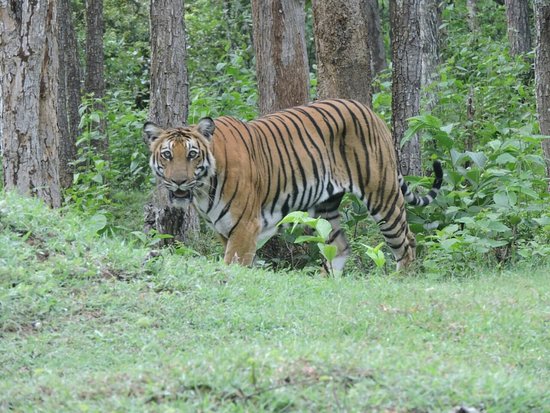 Wildlife Bonanza